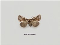 藏品(寬帶波紋蛾)的圖片